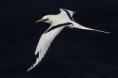 /album/galerie-photos/a2012-07-15-grande-barrie-re-corail-australie-phaethon-lepturus-l9310c-jpg/