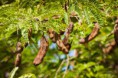 /album/galerie-photos/a9469198-direction-d-un-bel-arbre-tamarin-avec-de-nombreuses-gousses-banque-d-images-jpg/