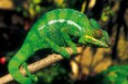 /album/galerie-photos/faune-terrestre08-cameleon-credit-irt-serge-gelabert-dts-12-2014-jpg/