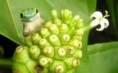 /album/galerie-photos/gecko-manapany-jpg/
