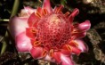 /album/galerie-photos/rose-porcelaine-jpg/