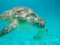 /album/galerie-photos/tortue-verte-jpg/